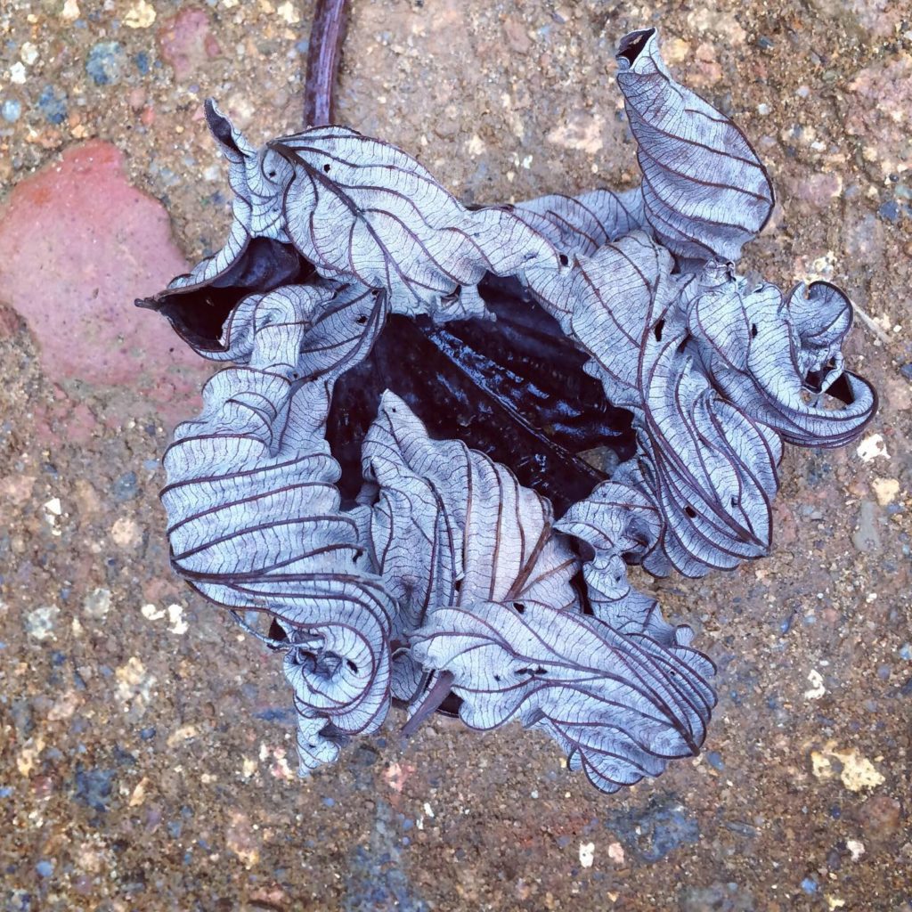 dried leaf, Ilha Grande, Brasil