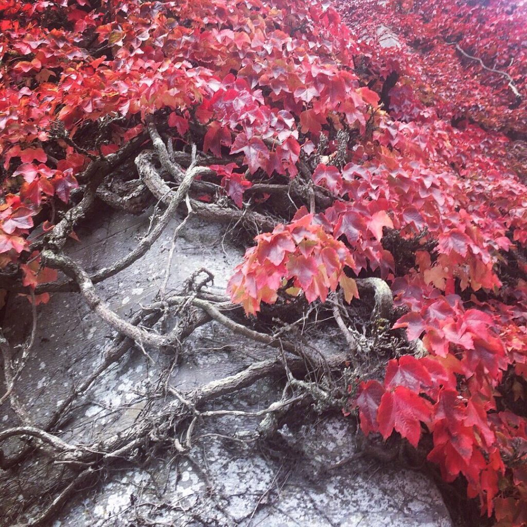 red leaves on vine, growing on grey building, Galway, Ireland