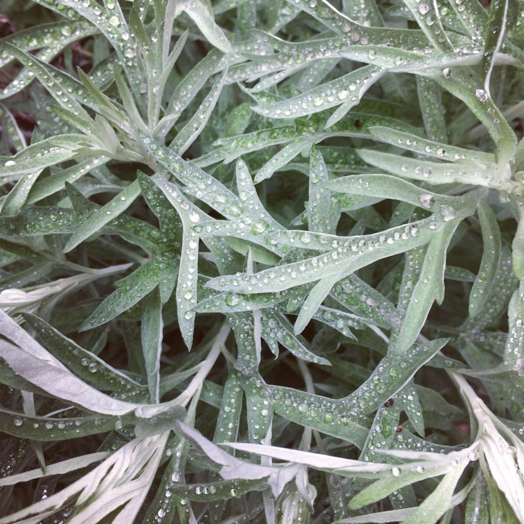 Artimesia, White Sage, Austin Texas, USA